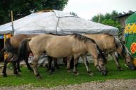 юрта и лошади