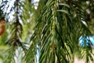 хвоя, ветка