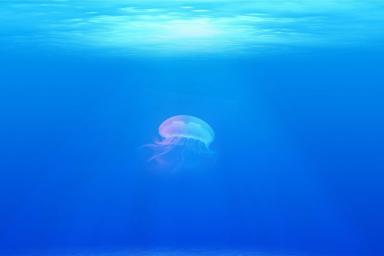 медуза в море