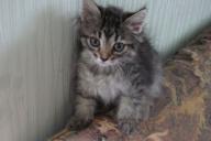 Котенок, кошка