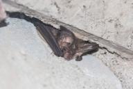 летучая, мышь