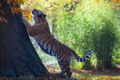 тигр в лесу