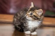 Котенок, кошка