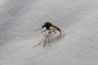 насекомое, таракан