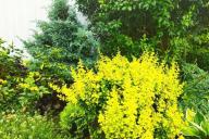 растения, хвойные, сад