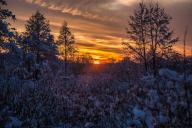 заснеженный лес