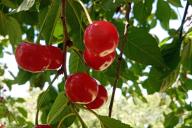 вишня, дерево