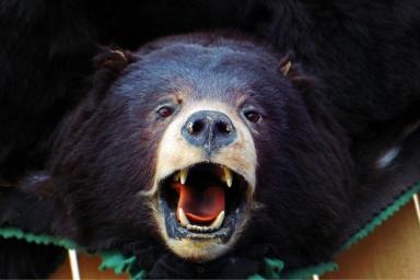 голова черного медведя 