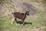 косуля, животное