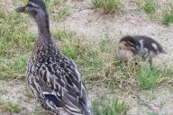 домашняя птица