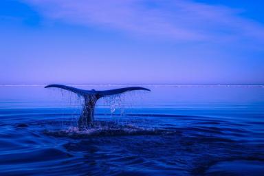 китовый хвост