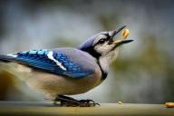 сойка, птица