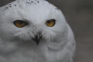 Полярная сова
