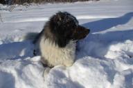 Пес в сугробе