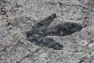 след динозавра