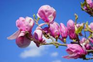 Магнолии