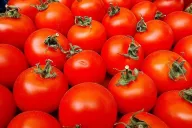 помидор 