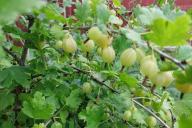 крыжовника