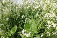 Луговые травы 