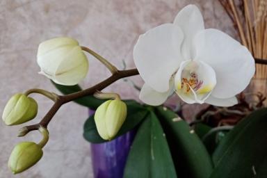 орхидею