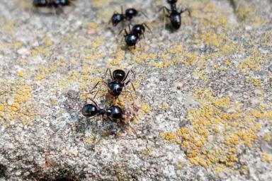 муравьев