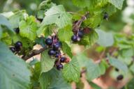 смородиной