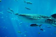 Китовая акула