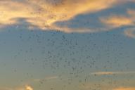 Мошки, гнус