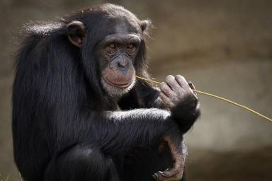 Шимпанзе