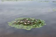 Кувшинки 