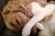 собака, кот