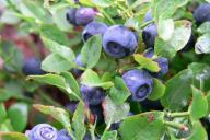 черника, листья