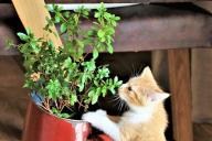 Кошка, цветы