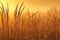 Утренний туман