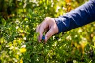 рука, ягода