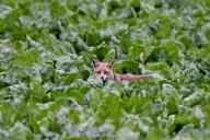 Лиса, свекла