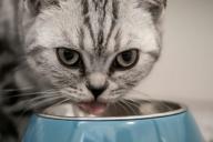 Кошка, миска