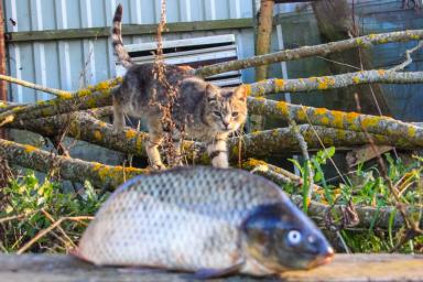 Кот, рыба
