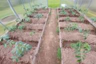 земля, растения