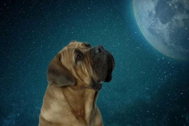 Собака, луна