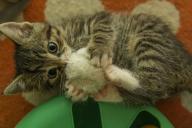 Котенок, игра