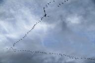 Клин, журавли