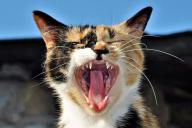 Кошка, клыки