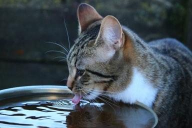 Кот, вода