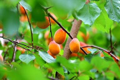 абрикосы, листья