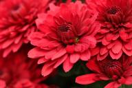 Хризантемы