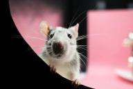 Домашняя крыса