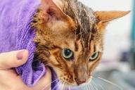 Мытье кошки