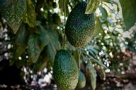 листья, плоды