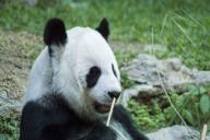 панда